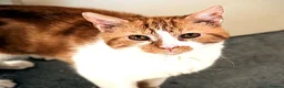 Mixed Breed cats for adoption: SANDI - Advert 6