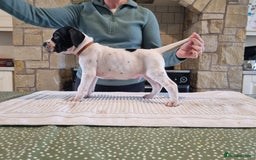 Pointer dogs for sale: 🪶 Pointer puppies 🪶 - Image 27