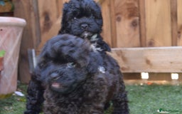 Shihpoo dogs for sale: rare black shipoos - Image 5