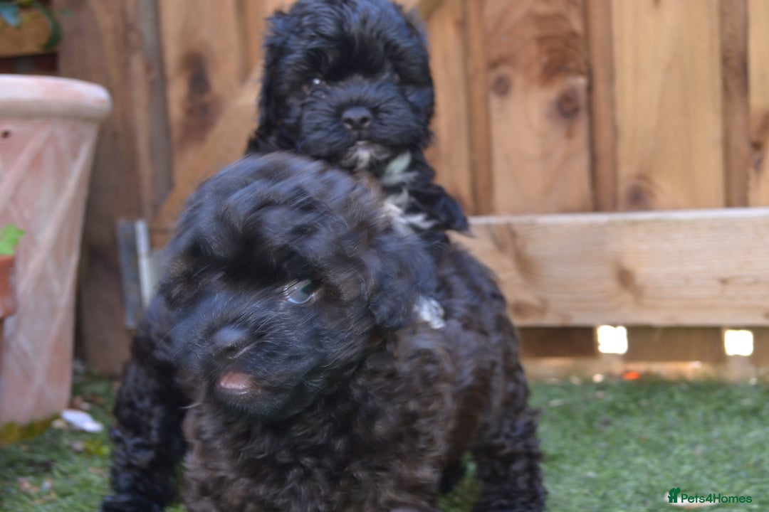 Shihpoo dogs for sale: rare black shipoos - Image 5