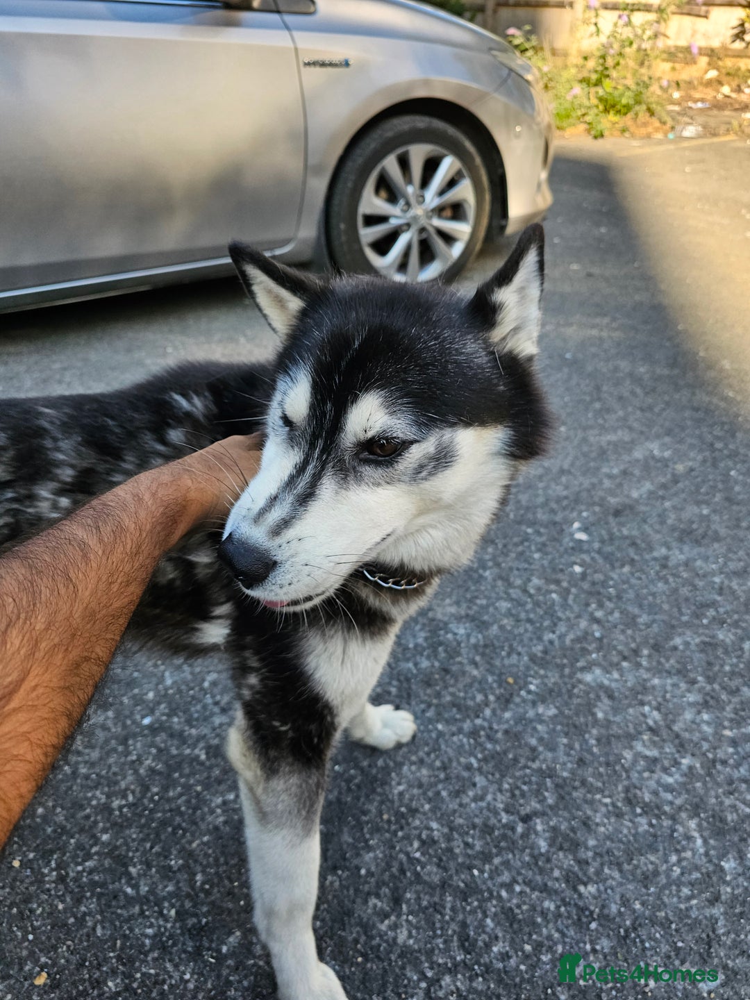 Siberian Husky dogs for sale: Multicolored eyes Husky for sale super friendly - Image 8