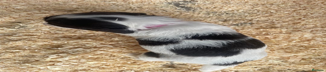 English Springer Spaniel Puppy 5