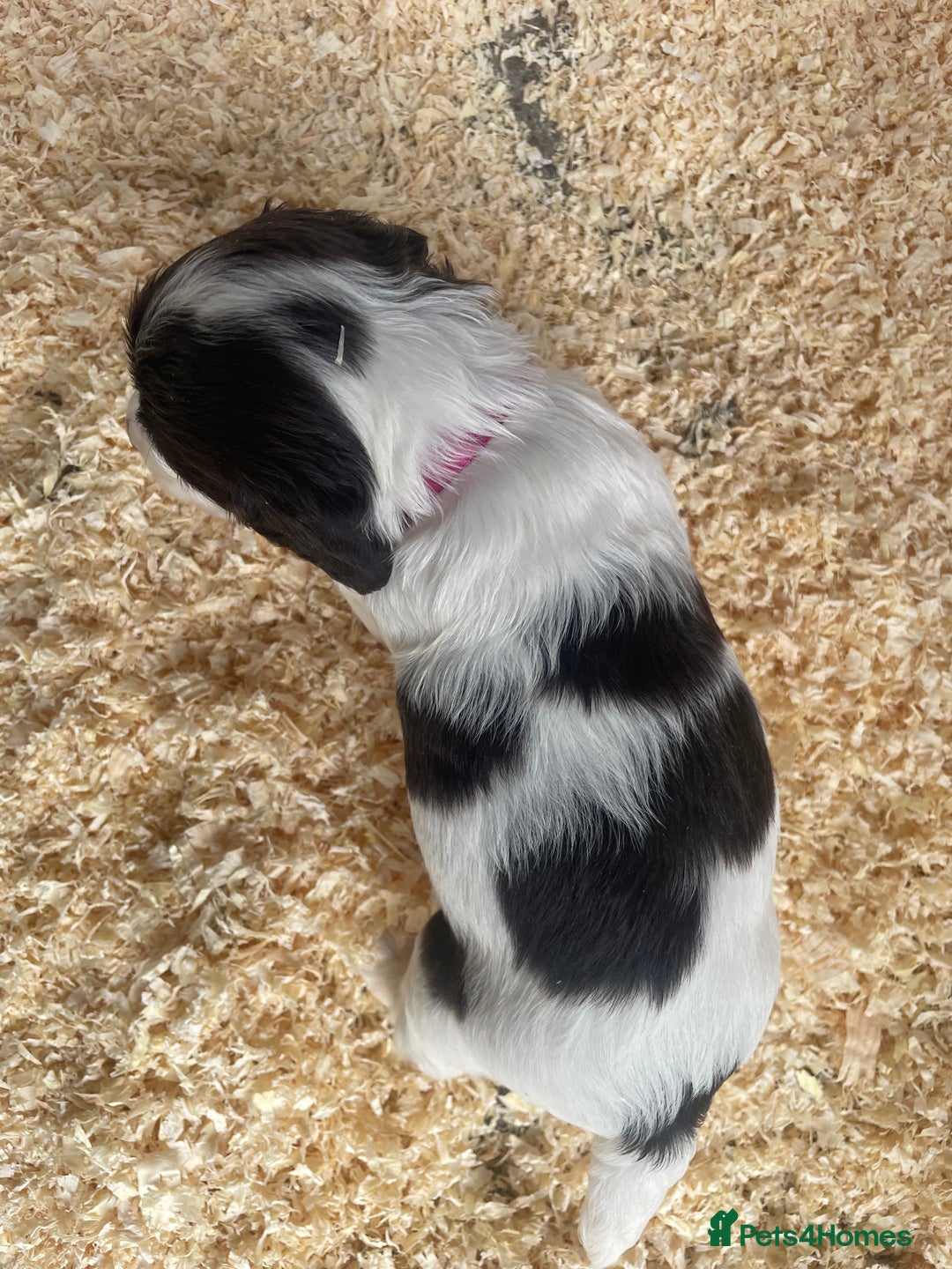 English Springer Spaniel dogs for sale: Working English springer spaniel puppies  - Image 14
