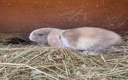 Mini Lop rabbits for sale: Friendly pure mini lops - Image 14