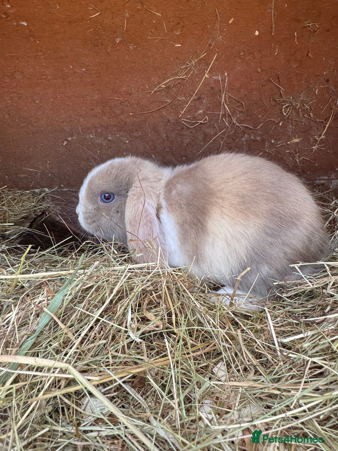 Mini Lop rabbits for sale: Friendly pure mini lops - Image 14