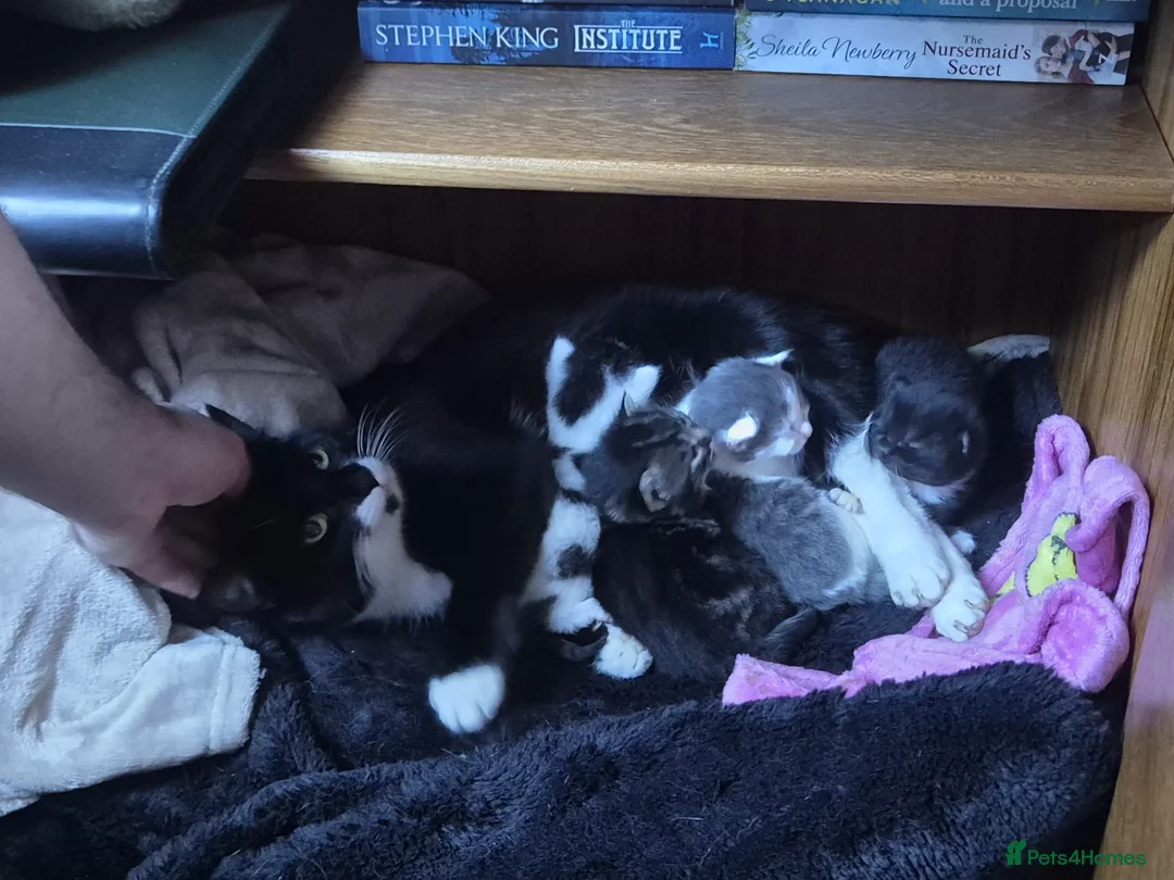 Mixed Breed cats for sale: 2 Healthy 9‑Week‑Old Kittens - Advert 1