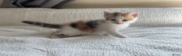 Turkish Angora cats for sale: Half Turkish Angora kittens - Advert 5