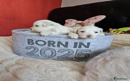Bichon Frise dogs for sale: 6 bichon maltes - Image 10