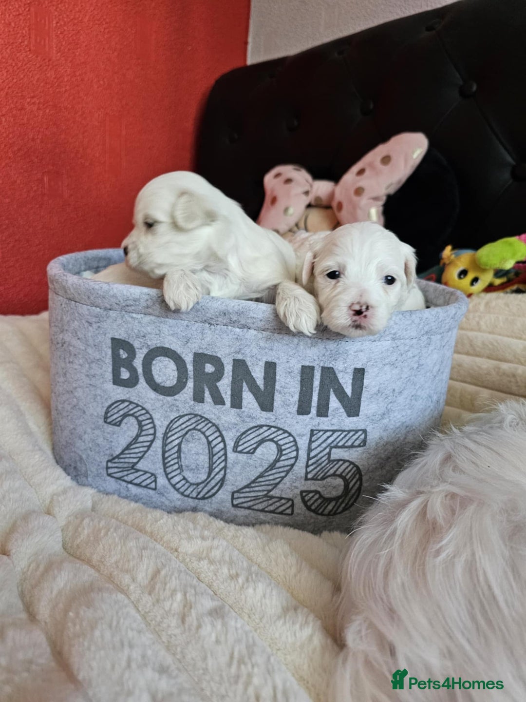 Bichon Frise dogs for sale: 6 bichon maltes - Image 10
