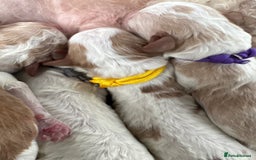 Double Doodle dogs for sale: Parti Double Doodles 🐾  - Image 14