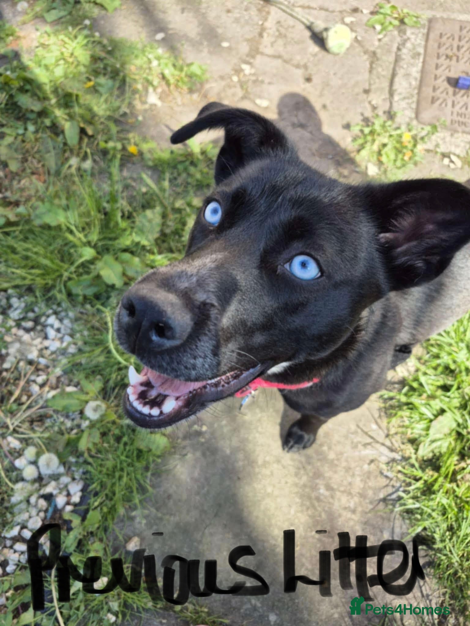 Mixed Breed dogs RARE BLUE EYE Sholly x Mastiff x Husky  - Advert 1