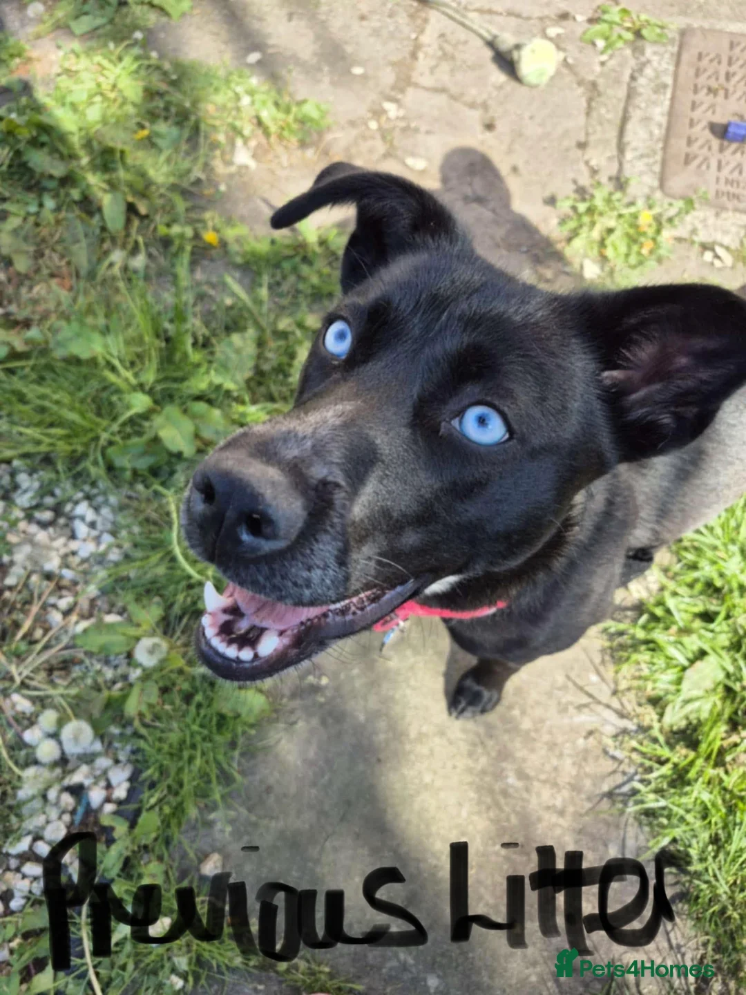 Mixed Breed dogs for sale: RARE BLUE EYE Sholly  ** tiff x Husky  - Advert 10