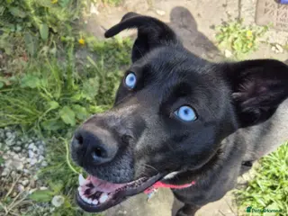 Mixed Breed dogs RARE BLUE EYE Sholly ** tiff x Husky - Advert 1