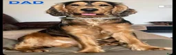 Cocker Spaniel dogs for sale: Beautiful Brown and Tan Sable Cocker spaniel puppy in Braintree - Advert 10
