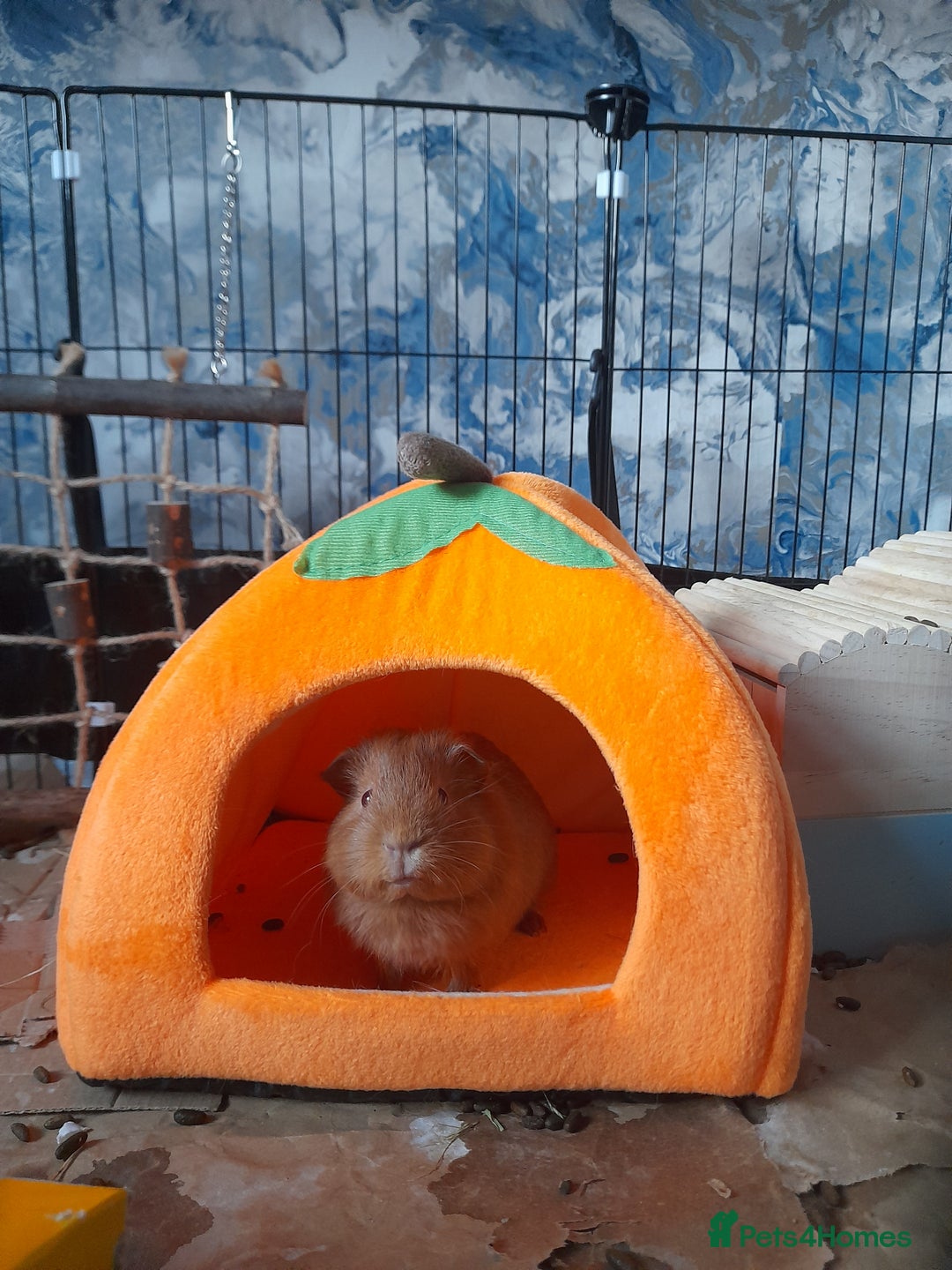 Guinea Pig rodents for sale: 2 male guniea pigs for sale - Advert 9