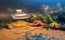 Bearded Dragon reptiles for sale: Bearded dragon  - Image 2
