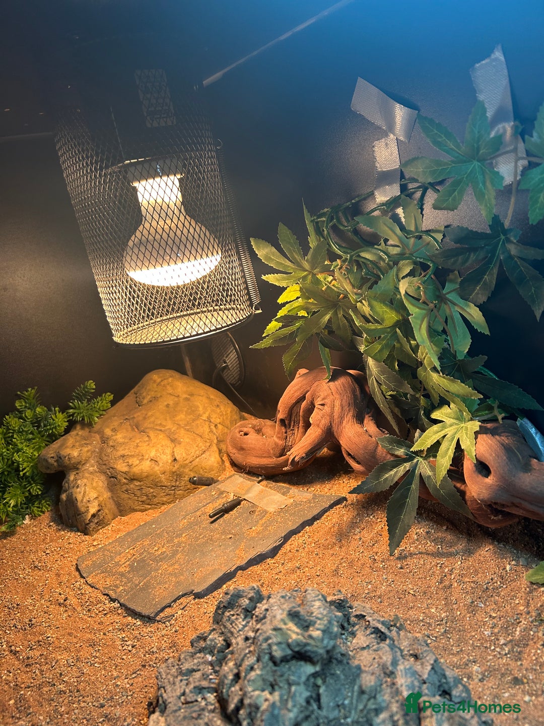 Bearded Dragon reptiles for sale: Bearded dragon  - Image 2