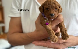 Cockapoo dogs for sale: Perfect Cockapoo Puppies 🐶  - Image 4