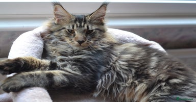 Maine Coon cats - Advert 6