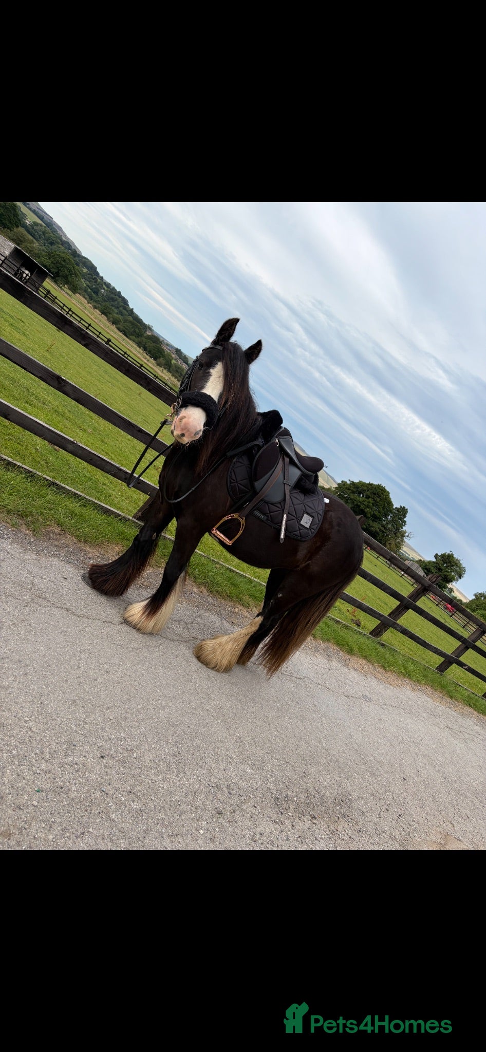 Riding pony horses Part loan - Advert 11
