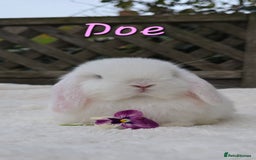 Mini Lop rabbits for sale: Beautiful mini lops girls and boys - Advert 9
