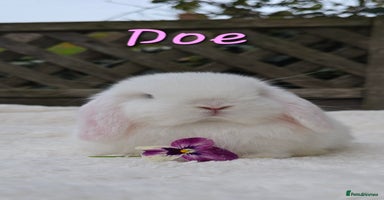 Mini Lop rabbits Beautiful mini lops girls and boys - Advert 7