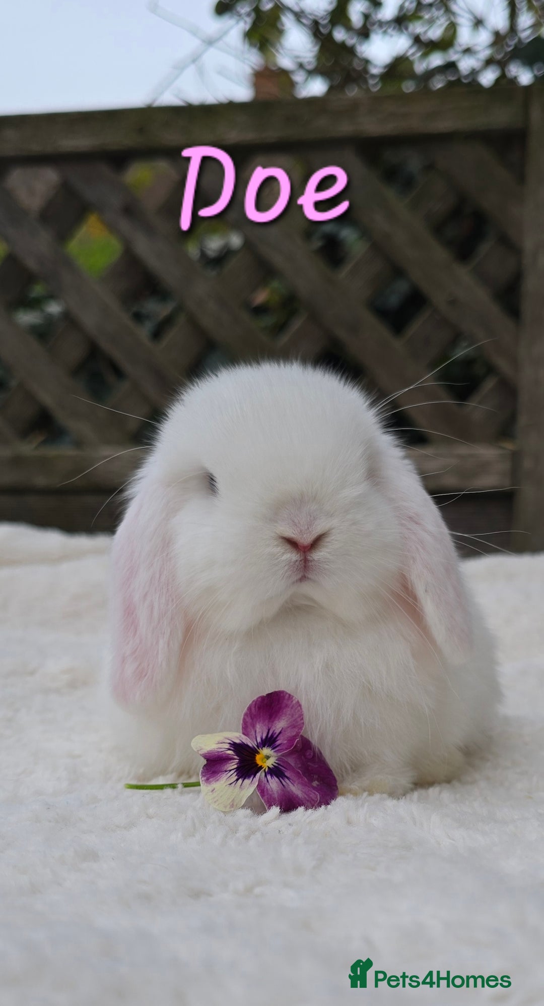 Mini Lop rabbits for sale: Beautiful mini lops girls and boys - Advert 9