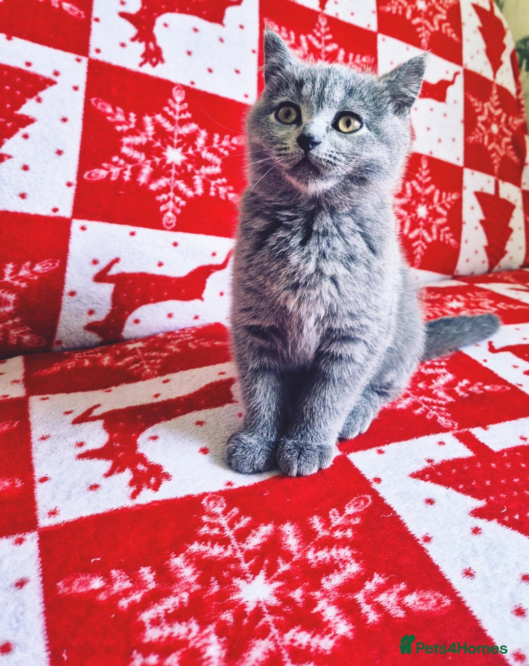 British Shorthair cats for sale: British shorthair kittens - Image 9