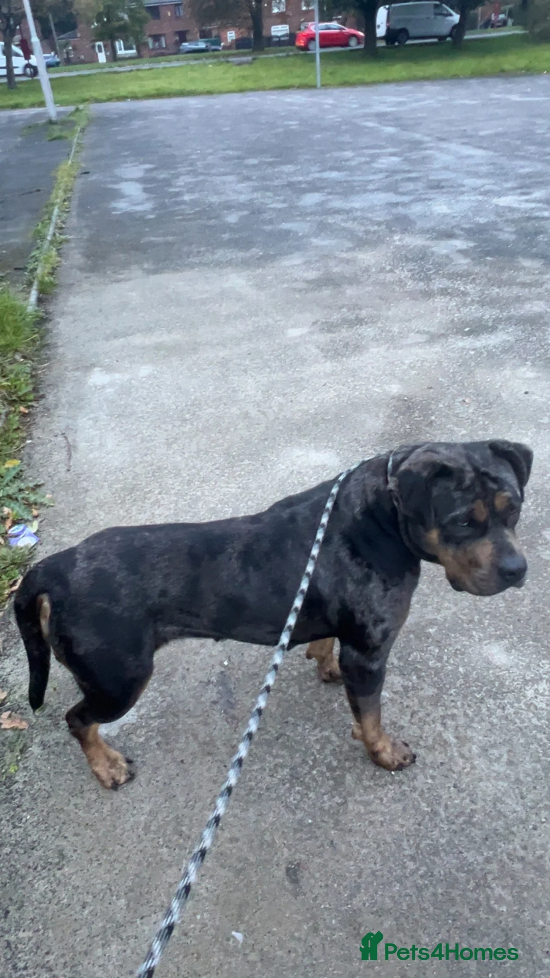 Mixed Breed dogs for stud: Fully trained Rottweiler mixed bully in Bradford - Advert 2
