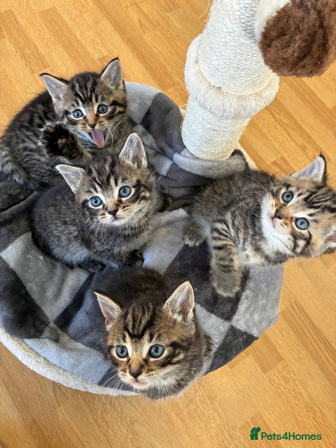 Domestic Shorthair cats for sale: Adorable kitten for sale  - Advert 15