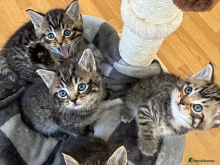 Domestic Shorthair cats Adorable kitten for sale - Advert 1