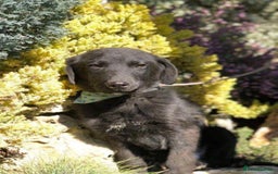 Mixed Breed dogs for adoption: Brave Bruno is Ready for His Forever Family! 🤎 - Image 11