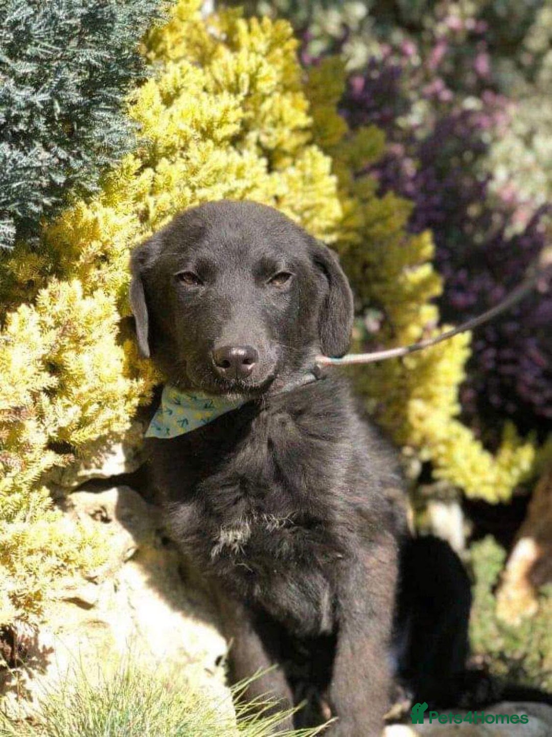 Mixed Breed dogs for adoption: Brave Bruno is Ready for His Forever Family! 🤎 - Image 11