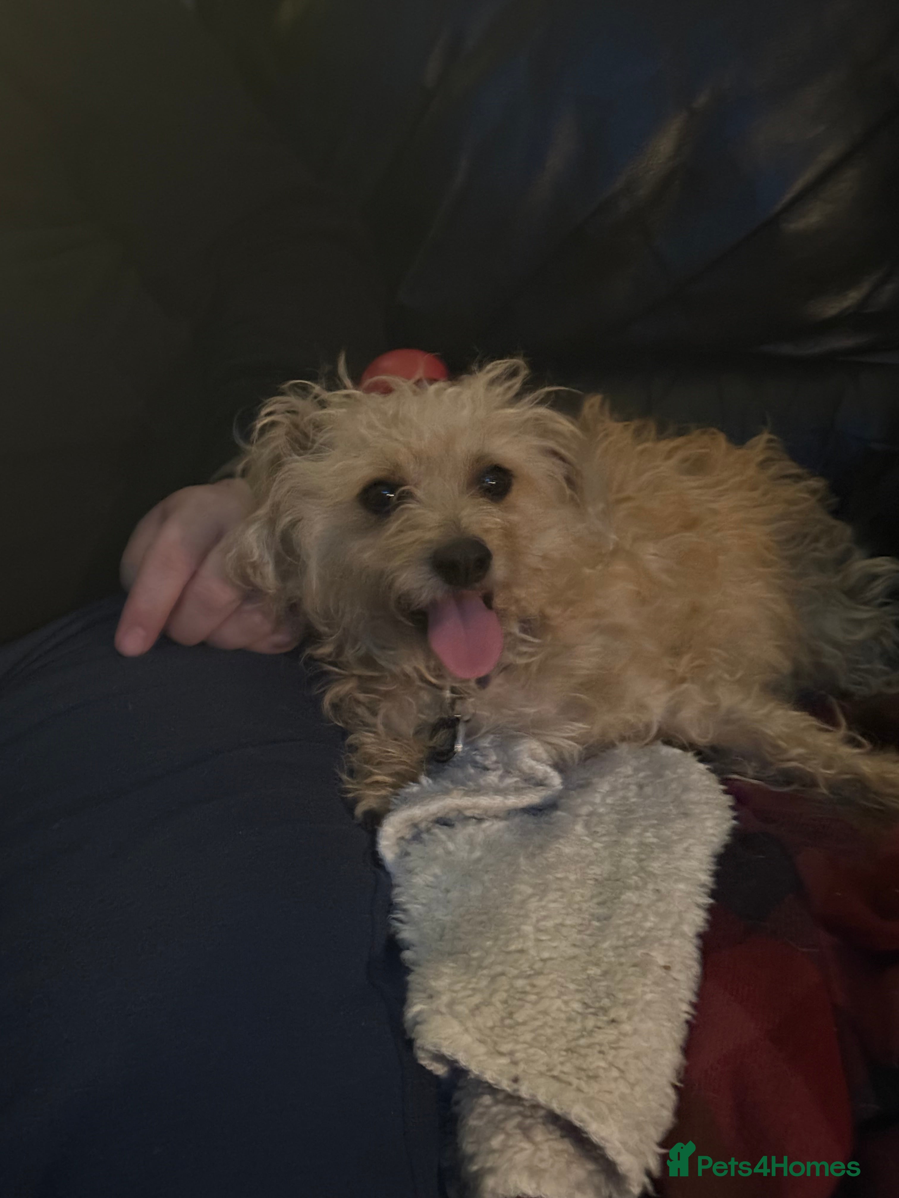 Mixed Breed dogs Jackapooshon’s for sale  in Kirkcaldy - Advert 2