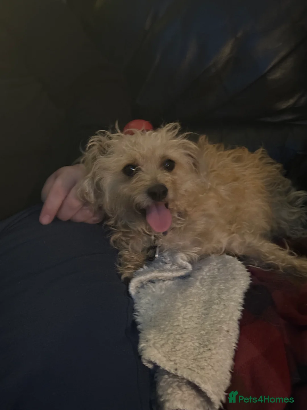 Mixed Breed dogs for sale: Jackapooshon’s for sale  in Kirkcaldy - Advert 1