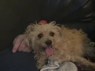 Mixed Breed dogs Jackapooshon’s for sale in Kirkcaldy - Advert 2