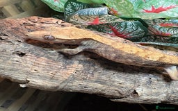 Gecko reptiles for sale: Female crested gecko and setup - Image 2