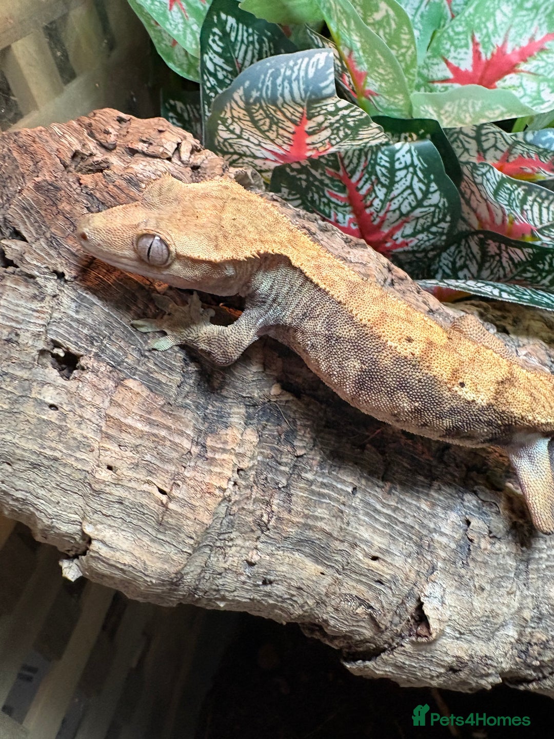 Gecko reptiles for sale: Female crested gecko and setup - Image 2