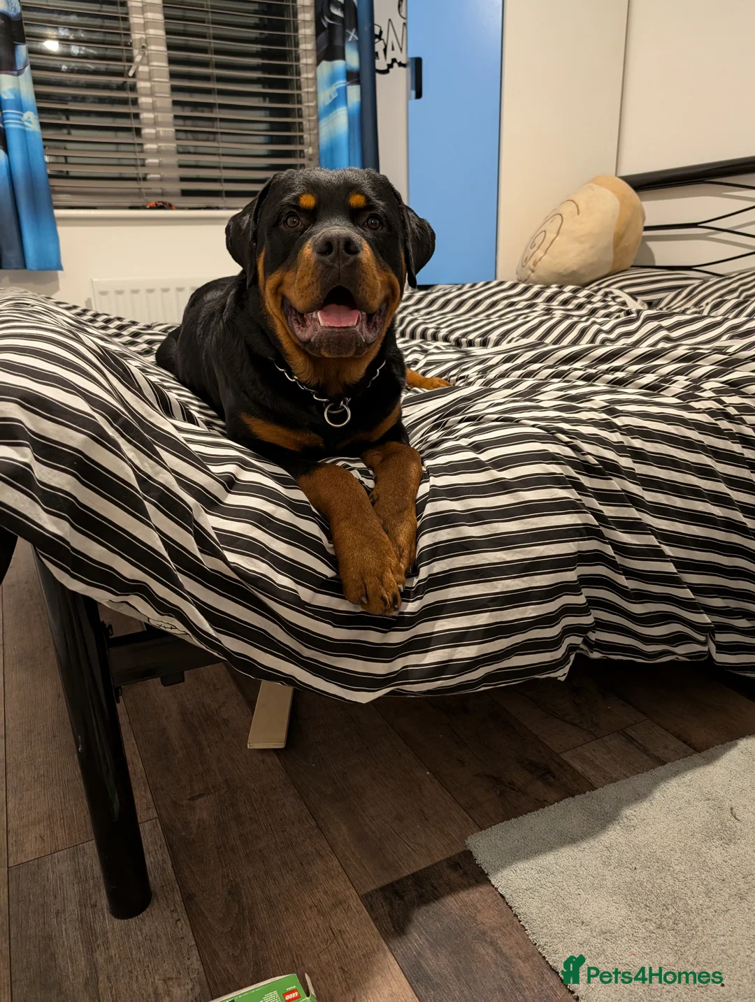 Rottweiler dogs for stud: Proven lovely nature big boy for stud in Middlesbrough - Advert 15