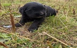 Mixed Breed dogs for sale: Bernese X Golden Retriever Puppies - Image 11