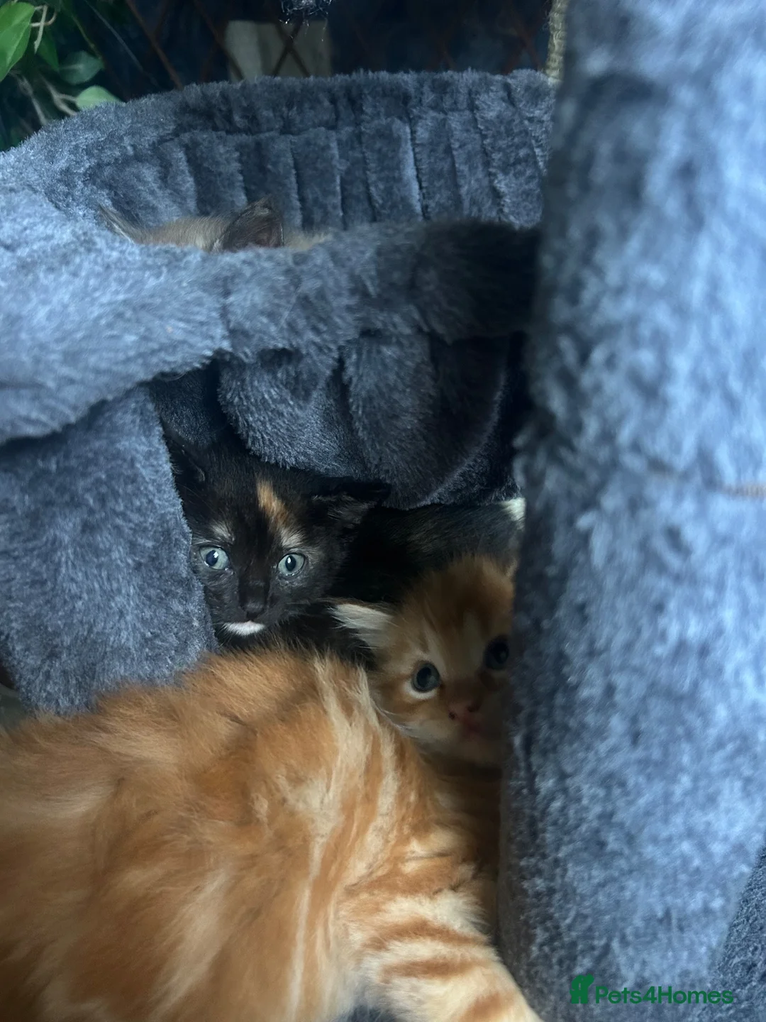 Ragdoll cats for sale: Tabby Ragdoll Kittens for Sale 🐯  - Advert 4
