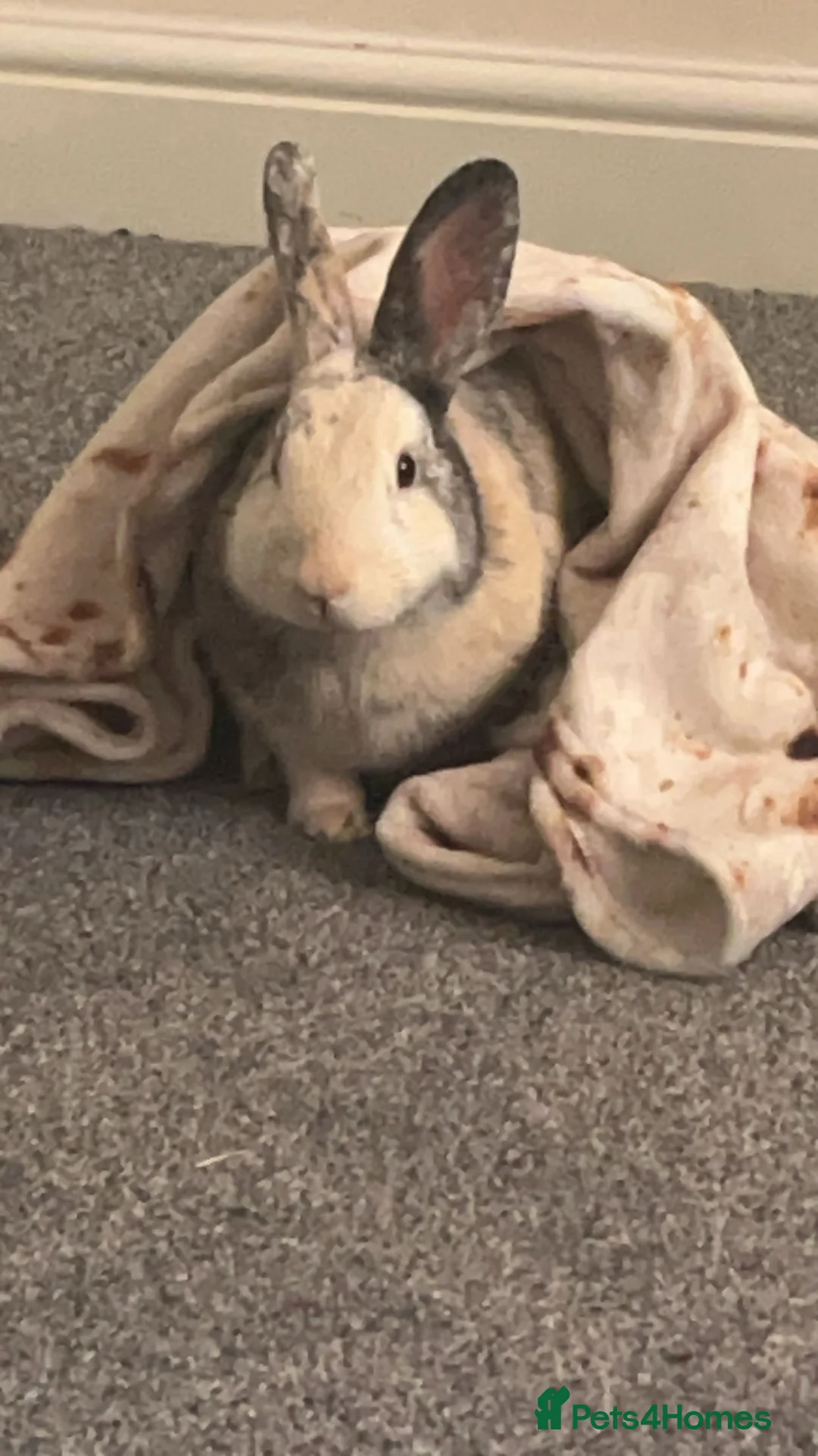 Mixed Breed rabbits for sale: Gorgeous Male in Wrexham - Advert 2