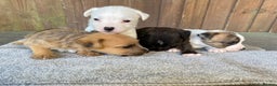Jack Russell dogs for sale:  **  JACK RUSSELL PUPPIES - READY TO GO - Advert 3