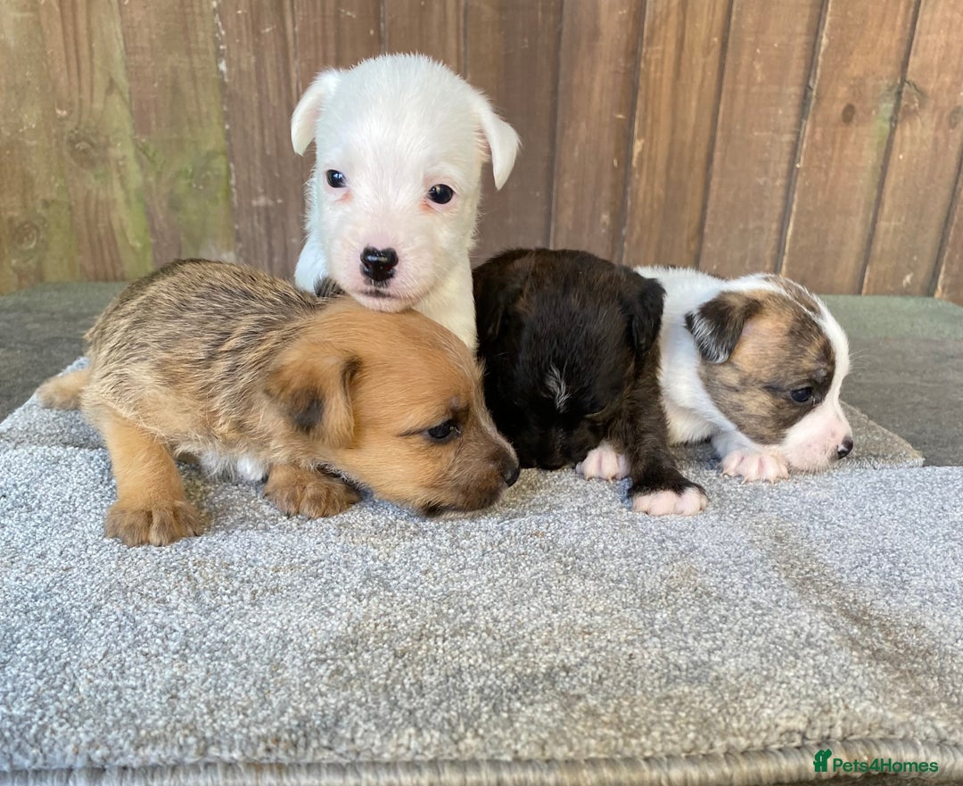 Jack Russell dogs for sale:  **  JACK RUSSELL PUPPIES - READY TO GO - Advert 3