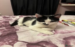 Mixed Breed cats for sale: Kitten MaineCoon cross 10 weeks 1 boy left 🥰🥰🥰 - Image 11