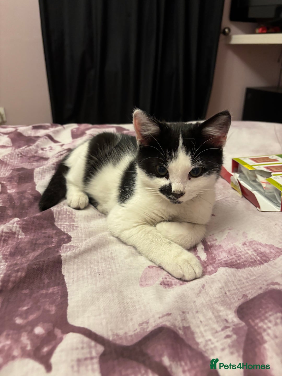 Mixed Breed cats for sale: Kitten MaineCoon cross 10 weeks 1 boy left 🥰🥰🥰 - Image 11