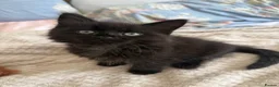 British Longhair cats for sale: Black longhair Kitten🐾 - Advert 6