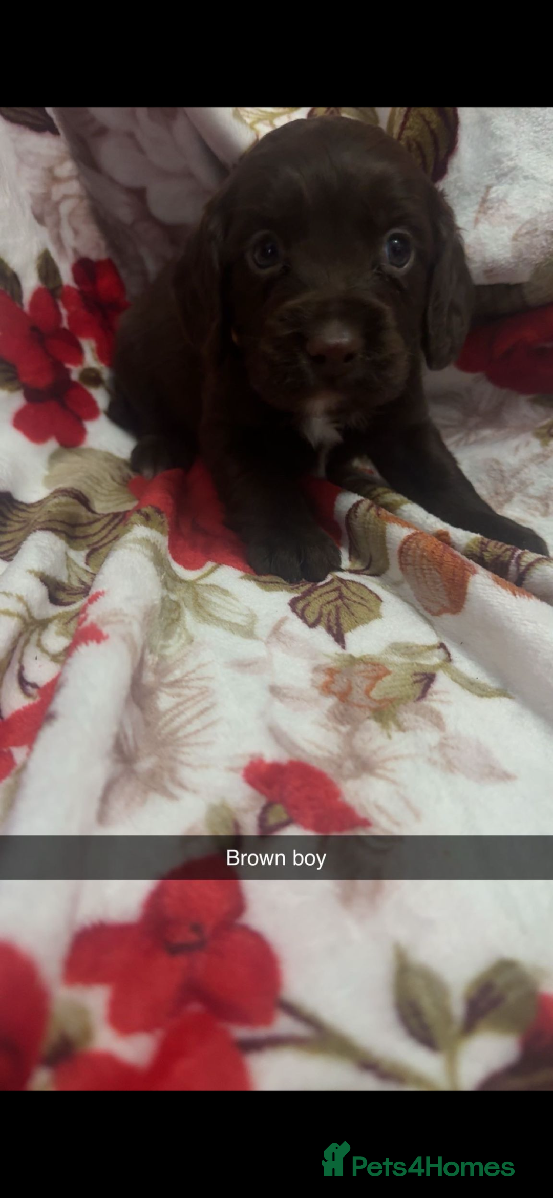 Cocker Spaniel dogs for sale: 5 stunning cocker spaniel babies! - Image 3