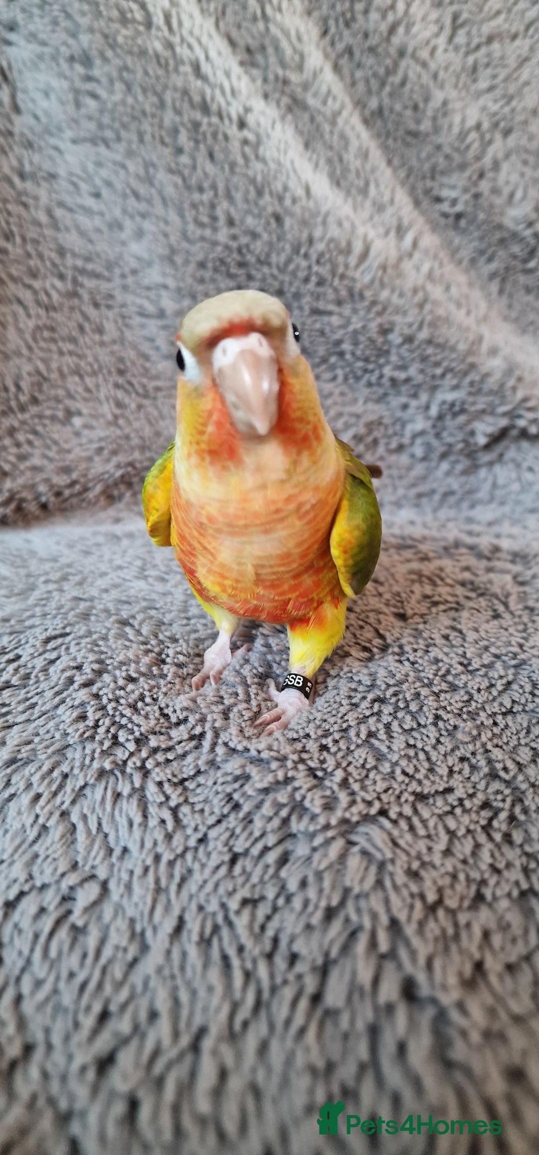 Conures birds for sale: Beautiful fully hand reared conure baby's  - Advert 16
