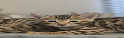 Bengal cats for sale: Bengal ready now  - Advert 15